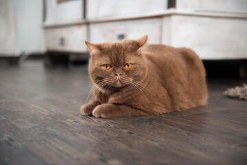 Britisch Kurzhaar Kater in seinem Zuhause