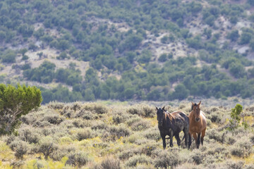 Wild Mustangs