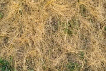 Naklejka premium Dead Grass: Growth and Different Concepts in Green and Yellow Background