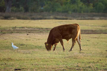 Cattle eating grass with a white bird next to it at Circeo National Park, Italy	