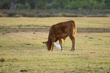 Cattle eating grass with a white bird next to it at Circeo National Park, Italy	