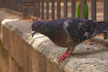 vogel