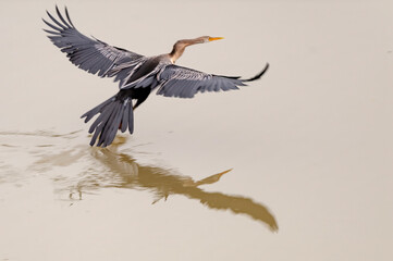 Oriental darter or snakebird (Anhinga melanogaster) is stretching his wings, playing in over water body in Keoladeo Ghana National Park formerly known as Bharatpur Bird Sanctuary, Rajasthan, India