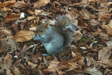 
squirrel