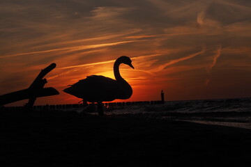 Łabędź zachód słońca © Barbara
