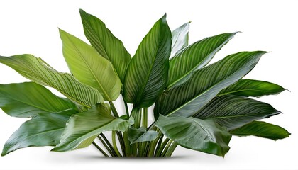 Full Depth of Field in Clipping Path for Large Foliage Plants - Big-leafed plants isolated w