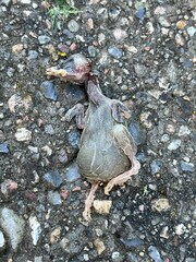 dead baby bird on the ground