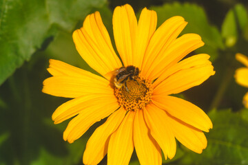 gardengarden