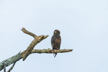  Juvennile Bateleur (Terathopius ecaudatus)