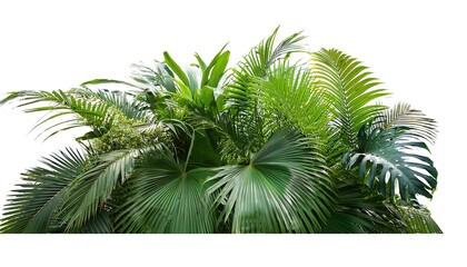 Obraz premium Clipping Path for Tropical Plants - Exotic tropical plants isolated w