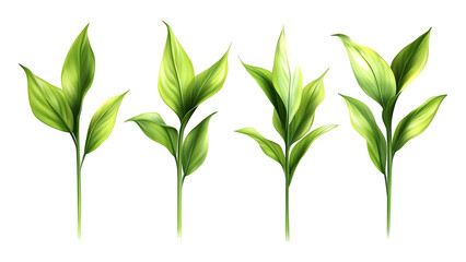 Obraz premium Four green leaf on a transparent background, Four Lily of the valley Leafs Isolated,Four Tropical Plant Leaves,leaf transparent png,Decoration work, green plants,Four green leafed plants, Ai