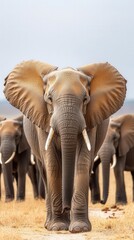 Majestic elephant herd in African savanna