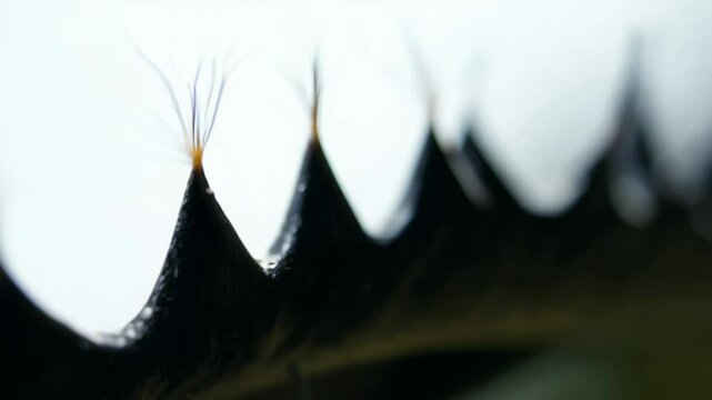 Intense macro video slowly zooming into spider's menacing fangs, soft diffused light revealing sharp, pointed structure and dark coloration, highlighting intricate details of arachnid anatomy