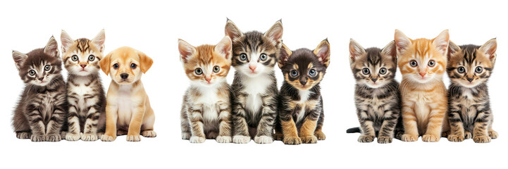 Set of A group of playful kittens chasing after a feather toy in a cozy living room on Transparent Background