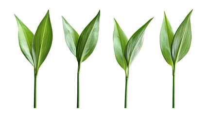 Four green leaf on a transparent background,Four Lily of the valley Leafs Isolated,Four Tropical Plant Leaves,leaf transparent png,Decoration work, green plants,Four green leafed plants, Ai