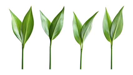 Four green leaf on a transparent background,Four Lily of the valley Leafs Isolated,Four Tropical Plant Leaves,leaf transparent png,Decoration work, green plants,Four green leafed plants, Ai
