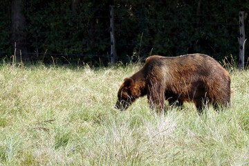 Fototapeta premium ours