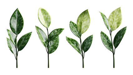 Four green leaf on a transparent background,Four Lily of the valley Leaf Isolated,Four Tropical Plant Leaves,leaf transparent png,Decoration work, green plants,Four green leafed plants, Ai