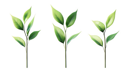 Fototapeta premium Four green leafs on a transparent background,Four Lily of the valley Leafs Isolated,Four Tropical Plant Leaves,leaf transparent png,Decoration work, green plants,Four green leafed plants, Ai