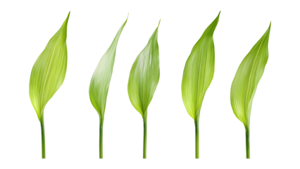 Four green leafs on a transparent background,Four Lily of the valley Leafs Isolated,Four Tropical Plant Leaves,leaf transparent png,Decoration work, green plants,Four green leafed plants, Ai