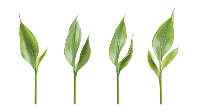 Four green leafs on a transparent background,Four Lily of the valley Leafs Isolated,Four Tropical Plant Leaves,leaf transparent png,Decoration work, green plants,Four green leafed plants, Ai