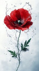 Single red poppy flower with water splash.
