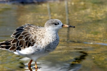 oiseau