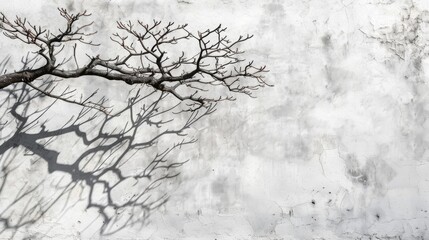 The shadow of a tree branch casting a complex pattern on a white wall, with the interplay of light and shadow creating a natural artwork
