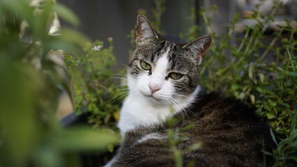 cat in the garden