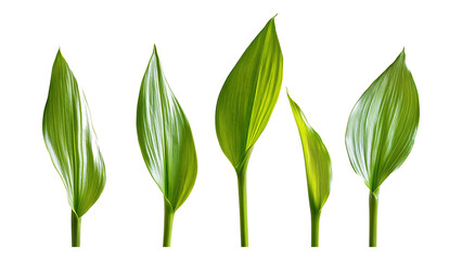 Four green leafs on a transparent background,Four Lily of the valley Leafs Isolated,Four Tropical Plant Leaves,leaf transparent png,Decoration work, green plants,Four green leafed plants, Ai
