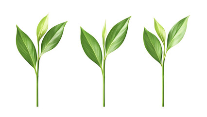 Fototapeta premium Four green leafs on a transparent background,Four Lily of the valley Leafs Isolated,Four Tropical Plant Leaves,leaf transparent png,Decoration work, green plants,Four green leafed plants, Ai