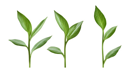 Fototapeta premium Four green leafs on a transparent background,Four Lily of the valley Leafs Isolated,Four Tropical Plant Leaves,leaf transparent png,Decoration work, green plants,Four green leafed plants, Ai