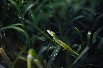 The Miyako lizard of Kobe Animal Kingdom, Japan