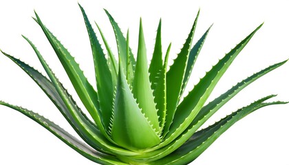Fototapeta premium Clipping Path for Aloe Vera Plants - Aloe vera cut out with full depth of field.