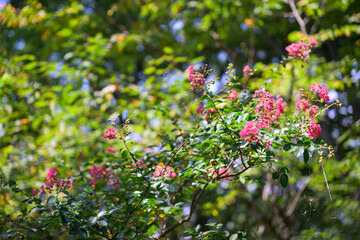 百日紅の花