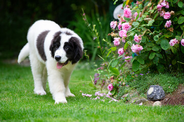 Fototapeta premium Landseer Welpe läuft durch den Garten