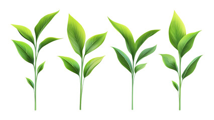 Four green leafs on a transparent background,Four Lily of the valley Leafs Isolated,Four Tropical Plant Leaves,leaf transparent png,Decoration work, green plants,Four green leafed plants, Ai