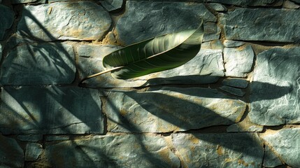 The shadow of a large leaf on a sunlit stone wall, with the shadow creating an intricate and natural pattern against the textured surface