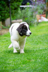 Landseer Welpe erkundet den Garten