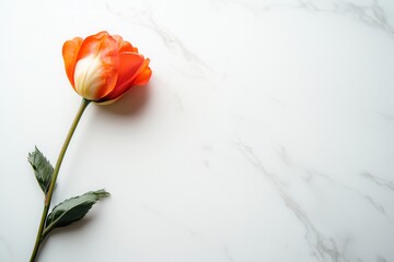 Fototapeta premium A vibrant tulip lies delicately on a polished white marble surface, highlighting minimalist design and the elegance of nature. Generative AI