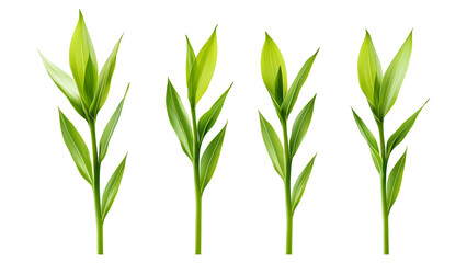 Fototapeta premium Four green leafs on a transparent background,Four Lily of the valley Leafs Isolated,Four Tropical Plant Leaves,leaf transparent png,Decoration work, green plants,Four green leafed plants, Ai