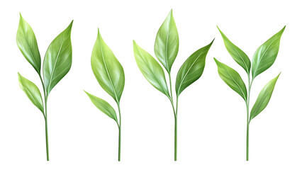 Four green leafs on a transparent background,Four Lily of the valley Leafs Isolated,Four Tropical Plant Leaves,leaf transparent png,Decoration work, green plants,Four green leafed plants, Ai
