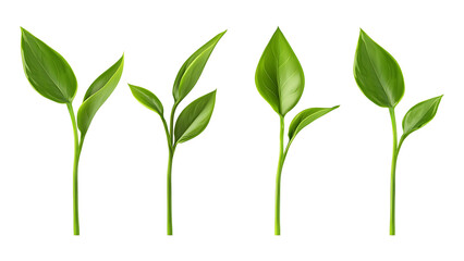 Obraz premium Four green leafs on a transparent background,Four Lily of the valley Leafs Isolated,Four Tropical Plant Leaves,leaf transparent png,Decoration work, green plants,Four green leafed plants, Ai