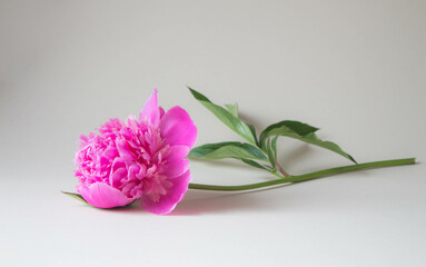 Fresh pink flower on beige background. Beautiful fresh garden flower with space for text.