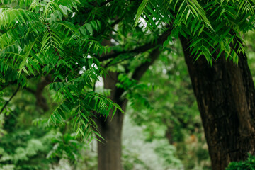 Azadirachta indica. Neem tree oblong green leaves on the branches. Ayurveda azadirachta herbal trees. Wonder Tree of India Used for medicinal purposes