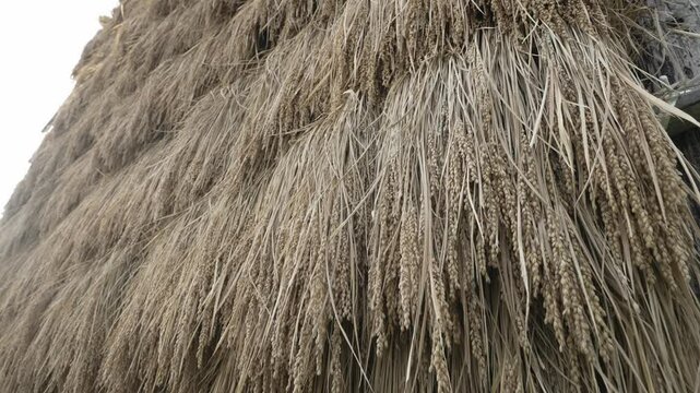 昔ながらの稲架掛け（はさかけ）