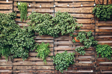 Natural wall decoration, plant texture, small green leaves. A wall of wooden slats, decorated with flower pots, plants and light bulbs. Plant decoration on the wall of ecology design interior.