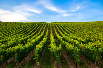 Dicht bewachsender Weinberg vor blauem Himmel