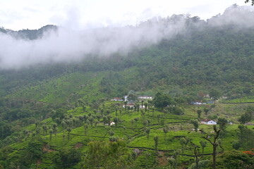 Nilgiri landscape, beautiful green lush landscape of Nilgiris with green tea gardens and western ghats mountains background