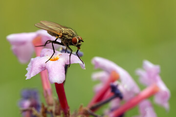 The housefly (Musca domestica) on a pink flower.
